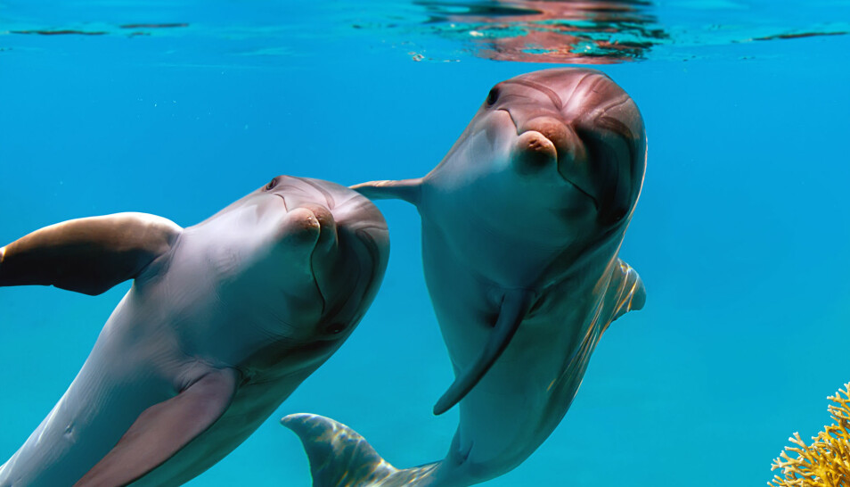 Menneskets fascinasjon for delfiner strekker seg langt tilbake. (Foto: Willyam Bradberry / Shutterstock / NTB scanpix)