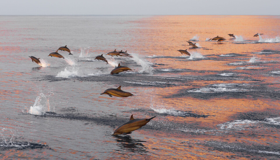 Delfiner er sosiale dyr og lever i grupper som kan variere i størrelse og sammensetning. (Foto: lena2016 / Shutterstock / NTB scanpix)