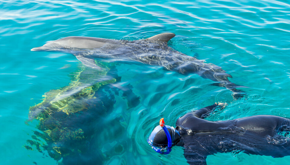 Det har skjedd at delfiner redder mennesker som svømmer. Men å svømme med ville delfiner kan være farlig om delfinene blir irriterte. (Foto: Alexey Smolyanyy / Shutterstock / NTB scanpix)