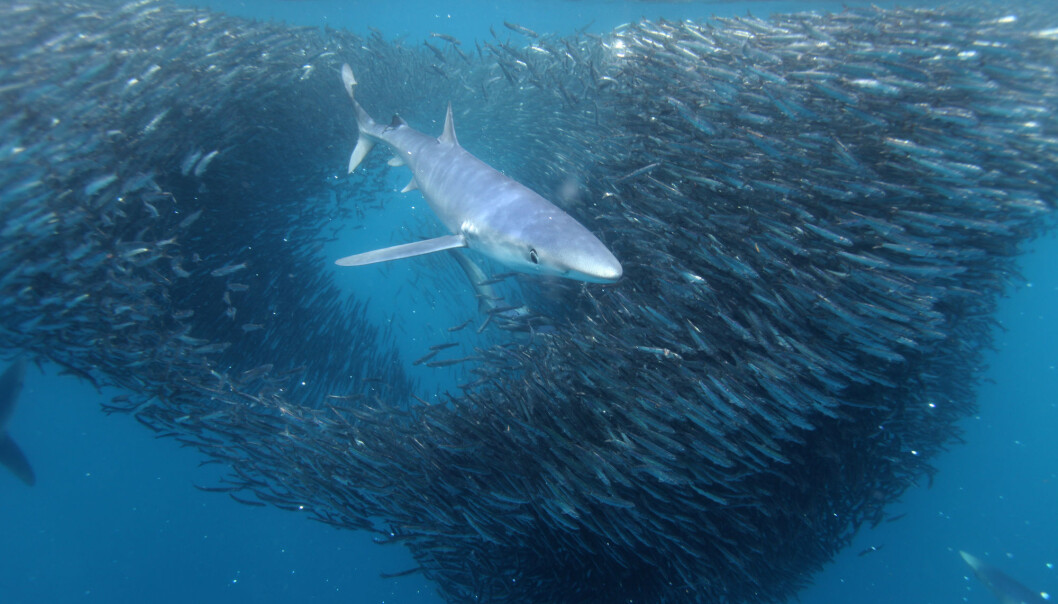 I den nordlige delen av Atlanterhavet deler blåhaien farvannet sitt med langlinefiskebåter 76 prosent av tiden, ifølge den nye studien. (Foto: Alessandro De Maddalena / Shutterstock / NTB scanpix) I den nordlige delen av Atlanterhavet deler blåhaien farvannet sitt med langlinefiskebåter 76 prosent av tiden, ifølge den nye studien. (Foto: Alessandro De Maddalena / Shutterstock / NTB scanpix)