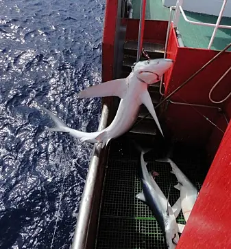 Denne blåhaien er tatt med langline i Nord-Atlanteren. (Foto: Marine Biological Association) Denne blåhaien er tatt med langline i Nord-Atlanteren. (Foto: Marine Biological Association)