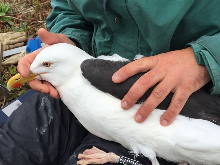 Svartbak som nettopp har fått montert en lyslogger. (Foto: (Tone Kristin Reiertsen)) Svartbak som nettopp har fått montert en lyslogger. (Foto: (Tone Kristin Reiertsen))