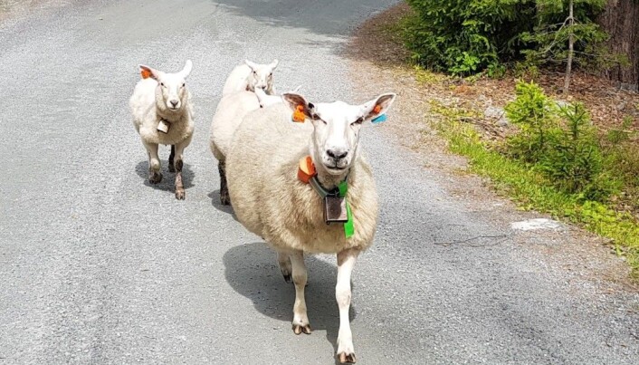 Om vinteren står de i fjøset. Men disse tre har sommerferie. Med bjelle. (Foto: Nina Kristiansen) Om vinteren står de i fjøset. Men disse tre har sommerferie. Med bjelle. (Foto: Nina Kristiansen)