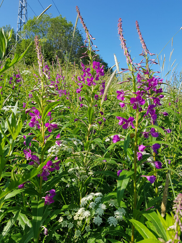 Geitrams er velkjent i hele landet og det kan bli helt rosa i skråninger der den får vokse tett. Foto: Magni Olsen Kyrkjeeide Geitrams er velkjent i hele landet og det kan bli helt rosa i skråninger der den får vokse tett. Foto: Magni Olsen Kyrkjeeide