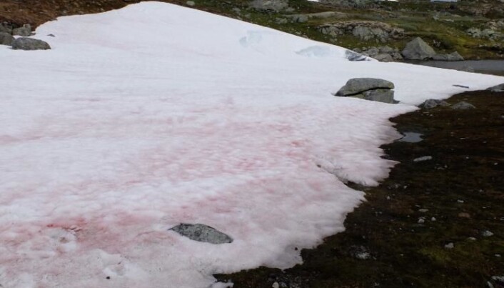Algen har tilpasset seg ekstreme forhold på fjellet. (Foto: Eivind Torgersen/UiO) Algen har tilpasset seg ekstreme forhold på fjellet. (Foto: Eivind Torgersen/UiO)
