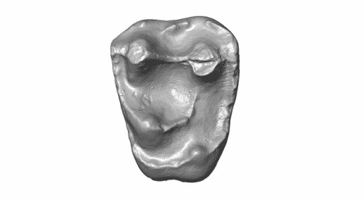 Denne tannen tilhørte en knøttliten ape for 18 millioner år siden