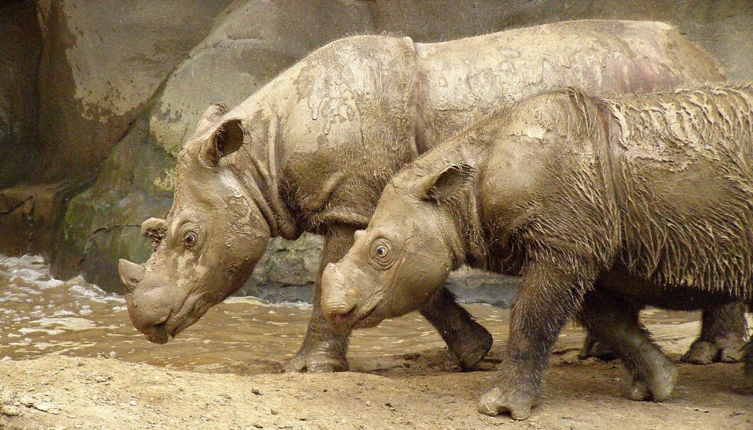 Den utrydningstruede arten, sumatraneshornet, ville trolig vært utryddet om det ikke hadde vært for passerne og biologene i Cincinnati Zoo, skriver Erik Tunstad. (Foto: Charles W. Hardin, Wikimedia commons) Den utrydningstruede arten, sumatraneshornet, ville trolig vært utryddet om det ikke hadde vært for passerne og biologene i Cincinnati Zoo, skriver Erik Tunstad. (Foto: Charles W. Hardin, Wikimedia commons)