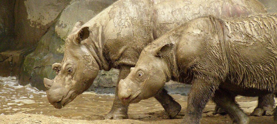 Den utrydningstruede arten, sumatraneshornet, ville trolig vært utryddet om det ikke hadde vært for passerne og biologene i Cincinnati Zoo, skriver Erik Tunstad.  (Foto: Charles W. Hardin, Wikimedia commons)