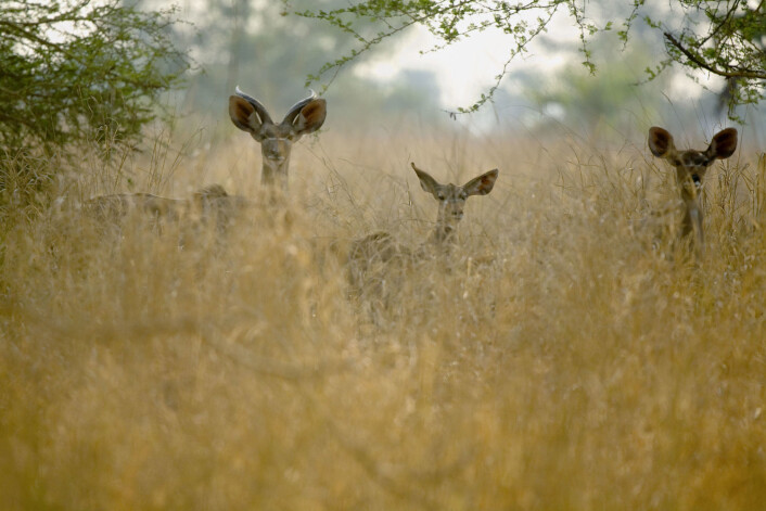 Tre impalaer i nasjonalparken Gorongosa i Mosambik. (Foto: Science Photo Library, NTB scanpix) Tre impalaer i nasjonalparken Gorongosa i Mosambik. (Foto: Science Photo Library, NTB scanpix)