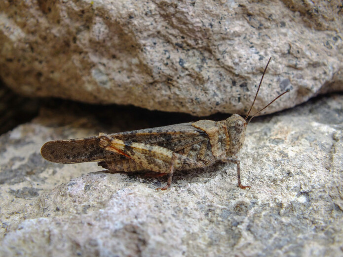 Gresshoppen <i>Trimerotropis pallidipennis</i> er utbredt i tørre strøk i Nord- og Sør-Amerika. Akkurat nå har den invadert Las Vegas. (Foto: Shutterstock) Gresshoppen <i>Trimerotropis pallidipennis</i> er utbredt i tørre strøk i Nord- og Sør-Amerika. Akkurat nå har den invadert Las Vegas. (Foto: Shutterstock)