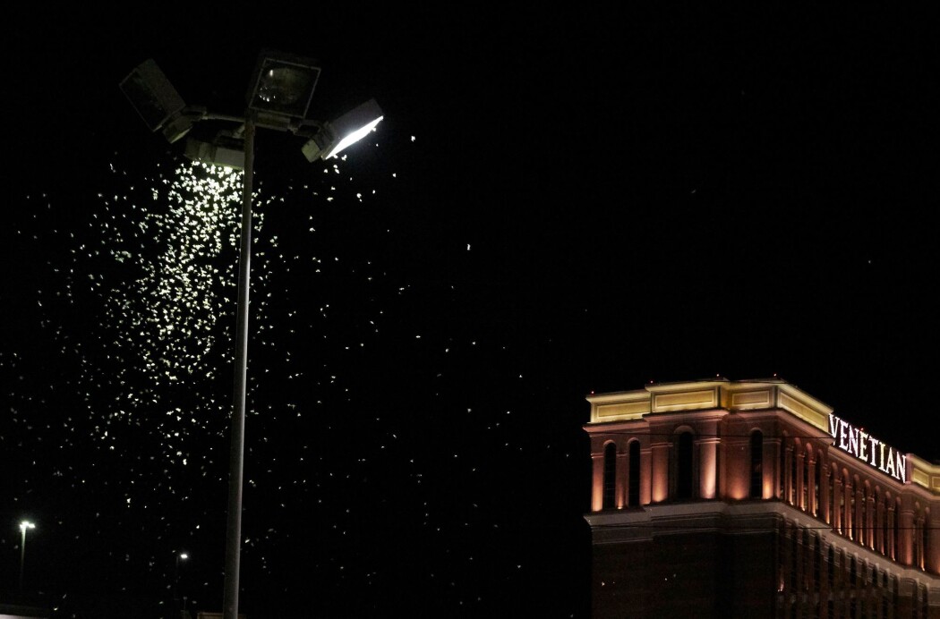 Det snør ikke i Las Vegas, de hvite fnuggene under lyktestolpen er gresshopper. (Foto: Bridget Bennett / AFP / NTB Scanpix) Det snør ikke i Las Vegas, de hvite fnuggene under lyktestolpen er gresshopper. (Foto: Bridget Bennett / AFP / NTB Scanpix)
