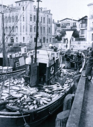 Tunfisk, eller makrellstørje, levde tidligere i hele Atlanterhavet, men overfiske har gjort at arten i dag er truet. (Foto: Science Photo Library) Tunfisk, eller makrellstørje, levde tidligere i hele Atlanterhavet, men overfiske har gjort at arten i dag er truet. (Foto: Science Photo Library)