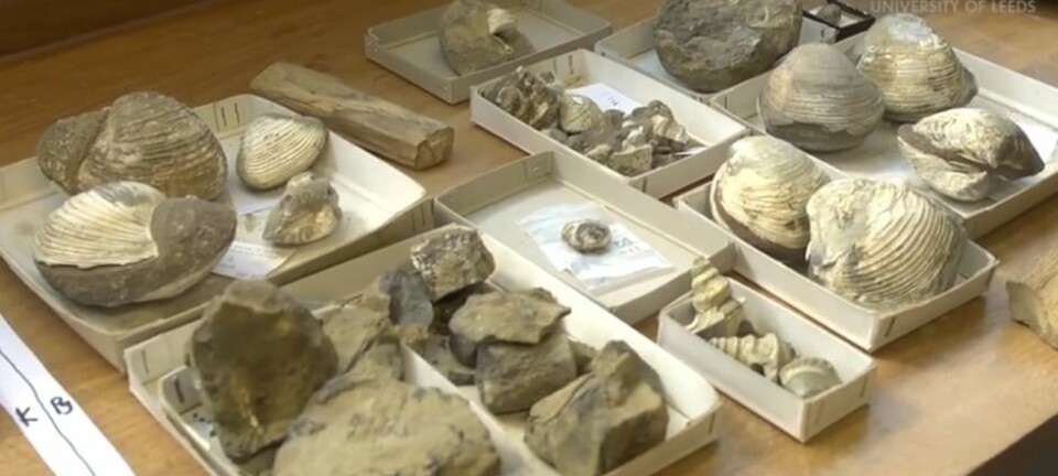 Omkring 66 millioner år gamle fossiler har avslørt at det marine livet i Antarktis også ble hardt rammet da en meteor slo ned på jorden. (Foto: University of Leeds/stillbilde fra YouTube)