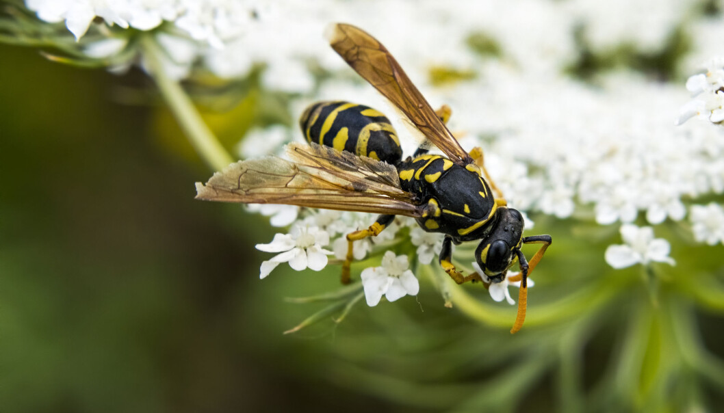 Skogvepsen <i>Dolichovespula sylvestris </i>er et vanlig syn over hele verden, også i Norge. (Foto: Runis / Shutterstock / NTB scanpix= Skogvepsen <i>Dolichovespula sylvestris </i>er et vanlig syn over hele verden, også i Norge. (Foto: Runis / Shutterstock / NTB scanpix=