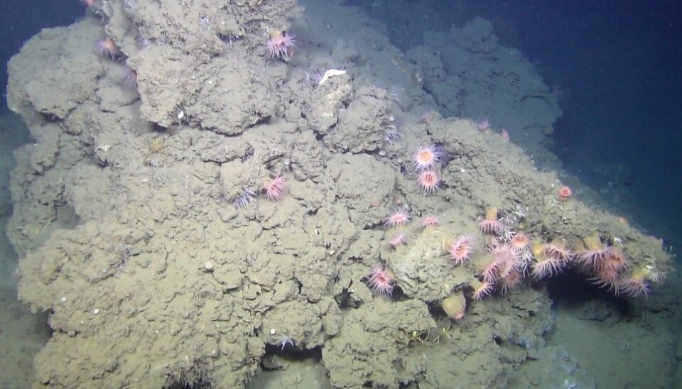 Slik ser en karbonatskorpe ut på havbunnen. Denne er cirka 1,5 meter bred og 1 meter høy. (Foto: NORCRUST)