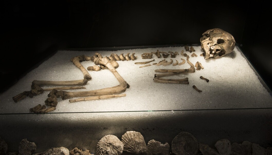 Et beifragment fra hodeskallen til Vistegutten er sendt til DNA-analyse for å fastslå om det virkelig er en gutt som ble funnet i Vistehåla utenfor Stavanger i 1907. (Foto: Terje Tvedt, Arkeologisk museum, UiS) Et beifragment fra hodeskallen til Vistegutten er sendt til DNA-analyse for å fastslå om det virkelig er en gutt som ble funnet i Vistehåla utenfor Stavanger i 1907. (Foto: Terje Tvedt, Arkeologisk museum, UiS)