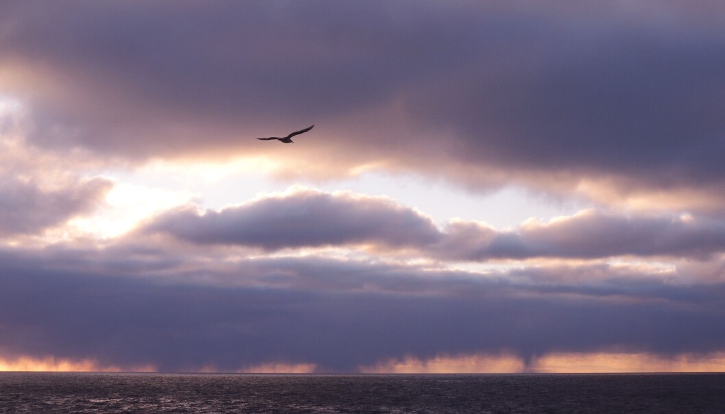 Mens vi fortsatt nyter sommeren i Norge, forberede planter og dyr i det nordlige Barentshavet seg på vinteren. (Foto: Vårin Trælvik Eilertsen / UiT / The Nansen Legacy) Mens vi fortsatt nyter sommeren i Norge, forberede planter og dyr i det nordlige Barentshavet seg på vinteren. (Foto: Vårin Trælvik Eilertsen / UiT / The Nansen Legacy)