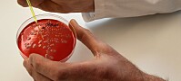 Kartlegger antibiotikaresistente bakterier i maten