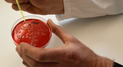 Kartlegger antibiotikaresistente bakterier i maten