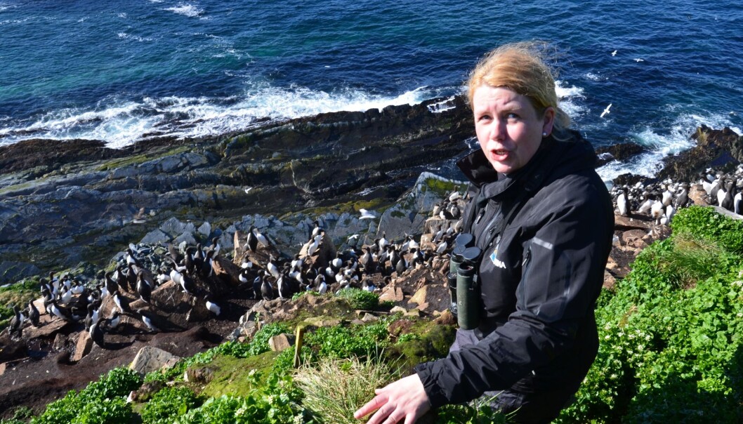 Tone Reiertsen oppe i fuglefjellet på Hornøya utenfor Vardø. Hun er en av forskerne som i sommer skal lære folk mer om sjøfugl og forskningen på dem. (Foto: Helge M. Markusson, Framsenteret) Tone Reiertsen oppe i fuglefjellet på Hornøya utenfor Vardø. Hun er en av forskerne som i sommer skal lære folk mer om sjøfugl og forskningen på dem. (Foto: Helge M. Markusson, Framsenteret)