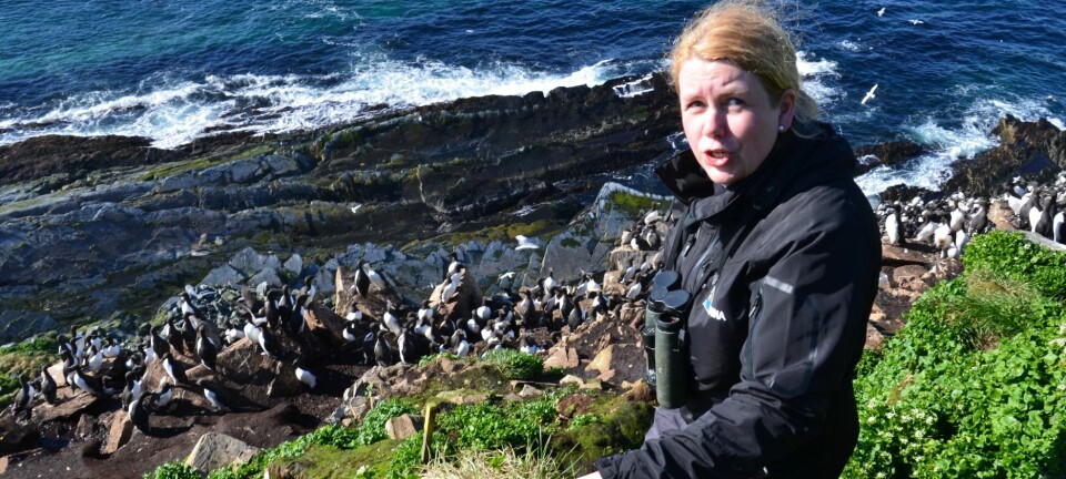 Tone Reiertsen oppe i fuglefjellet på Hornøya utenfor Vardø. Hun er en av forskerne som i sommer skal lære folk mer om sjøfugl og forskningen på dem.  (Foto: Helge M. Markusson, Framsenteret)