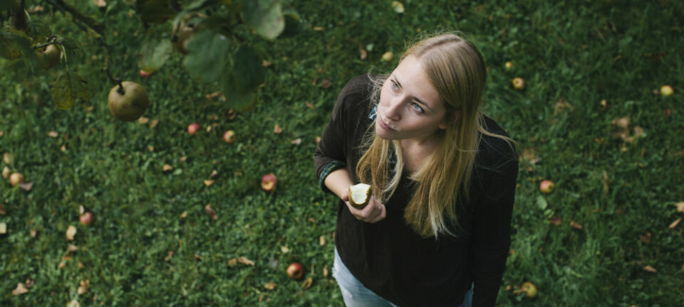Vitamininnholdet i epleskallet er like høyt som i resten av eplet til sammen. Men det er derimot stor forskjell på hvor mye C-vitamin det er i de ulike eplesortene.  (Foto: Kniel Synnatzschke/Plainpicture)