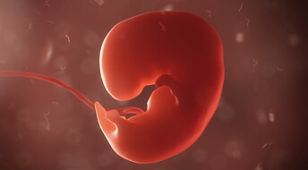 Spanske forskere har sprøytet menneskeceller inn i apeembryo