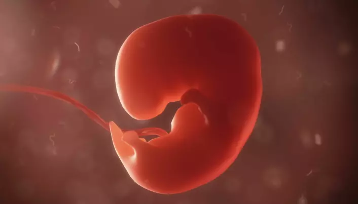 Spanske forskere har sprøytet menneskeceller inn i apeembryo