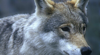 Skogeiere taper jaktinntekter – trolig på grunn av ulv