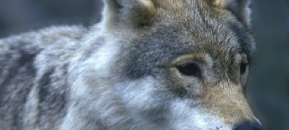 Den svenske ulvebestanden har gått ned fra 415 til 340 individer.  (Foto: Per Løchen/NTB scanpix.)