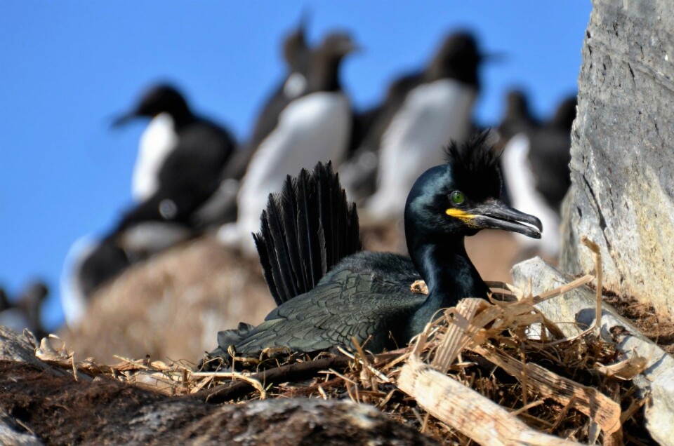 Toppskarven er en av fugleartene publikum vil stifte nært bekjentskap med i fem sommeruker. (Foto: Helge M. Markusson, Framsenteret)