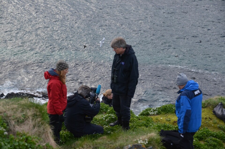 NRK-teamet i gang med opptak av Tone Reiertsen til åpningsprogrammet «Fuglefjellet». Forskere skal være med å forklare om sjøfuglenes liv i hele sommer. Det meste går direkte, men noe må tas opp. Helt siden 2014 har NRK forberedt seg. (Foto: Helge M. Markusson, Framsenteret)