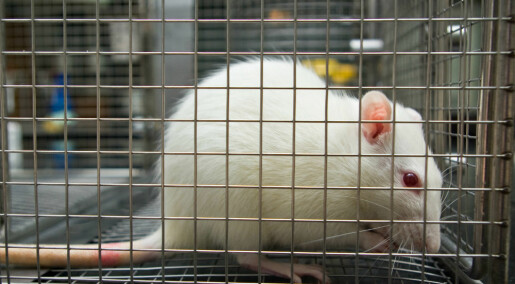 Rotter kan ha fått kreft av mobilstråling