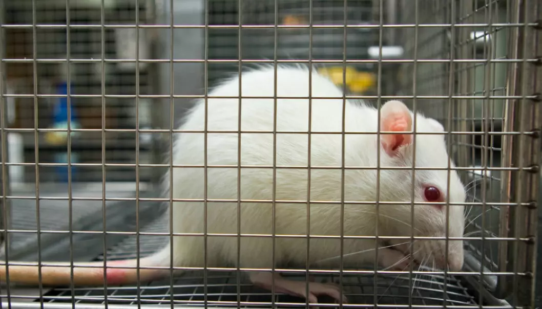Rotter kan ha fått kreft av mobilstråling