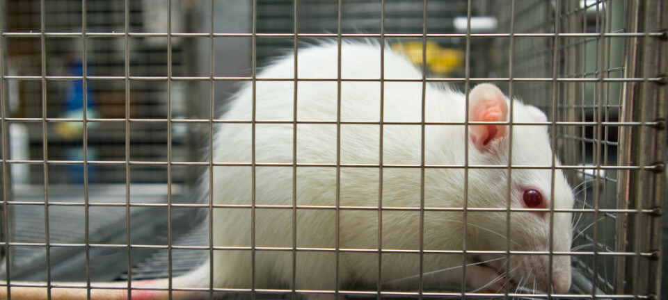 Etter å ha utsatt rotter for mobilstråling i en toårsperiode fant forskerne at noen av hannrottene utviklet sjeldne hjerne- og hjertekreftsvulster.  (Illustrasjonsfoto: ibreakstock/Shutterstock/NTB scanpix.)