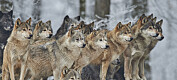 Hvordan kan hundre ulver skape så mye konflikt?