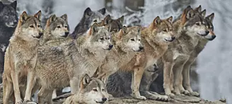 Hvordan kan hundre ulver skape så mye konflikt?
