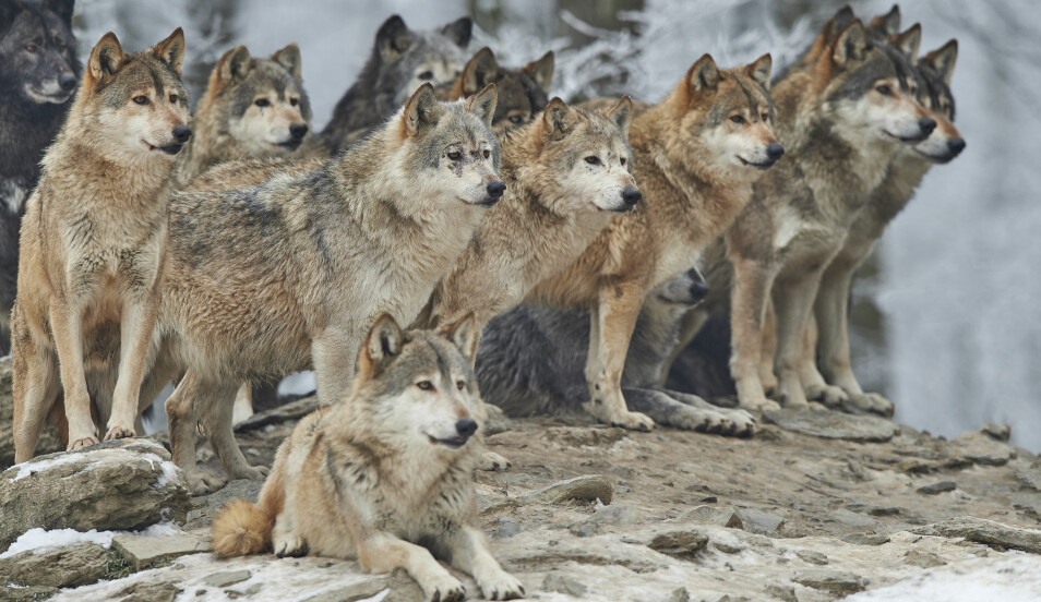 Mennesket har i tusener av år latt seg fascinere og skremme av ulven. (Illustrasjon: Michael Roeder / Shutterstock / NTB scanpix)