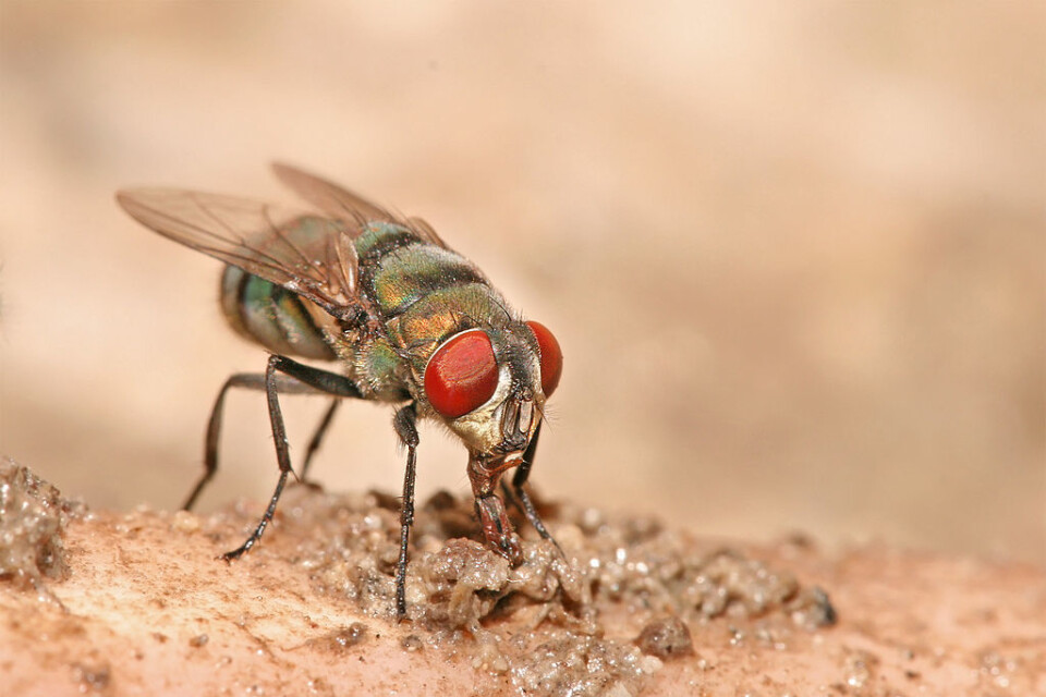 Spyflue av arten Chrysomya albiceps som spiser råttent kjøtt. (Foto: Muhammad Mahdi Karim, Wikimedia Commons med lisensen GNU Free Documentation License: https://en.wikipedia.org/wiki/GNU_Free_Documentation_License)