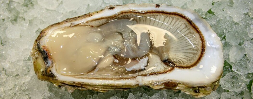 Stillehavsøsters er en fremmed og uønsket art i Norge. Når en slik gyter kan den slippe opptil 200 millioner egg i havet. Arten har derfor
et enormt reproduksjonspotensial, med svært høy økologisk risiko. (Foto: Sigurd Øines, Nofima) Stillehavsøsters er en fremmed og uønsket art i Norge. Når en slik gyter kan den slippe opptil 200 millioner egg i havet. Arten har derfor
et enormt reproduksjonspotensial, med svært høy økologisk risiko. (Foto: Sigurd Øines, Nofima)