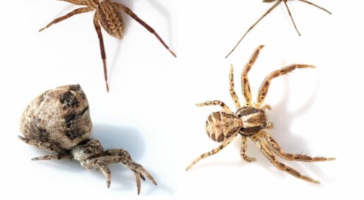 Dette visste du kanskje ikke om edderkopper