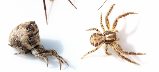 Dette visste du kanskje ikke om edderkopper