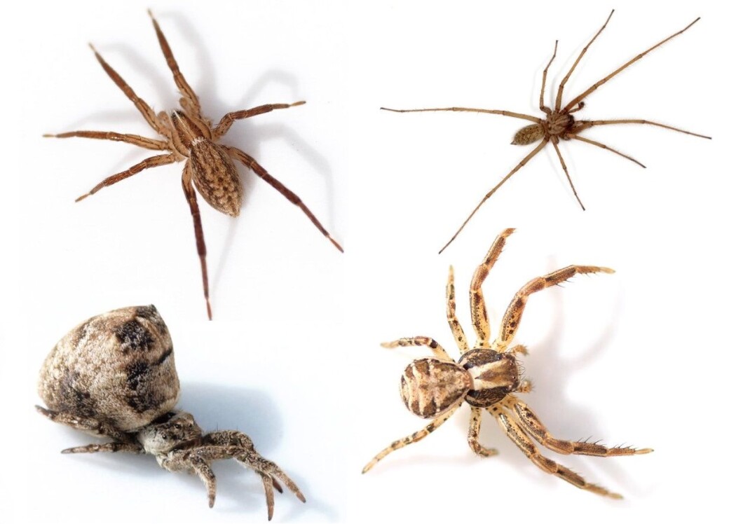 Det finnes mange ulike edderkopper her i Norge. Her er et lite utvalg. Øverst f.v.: Lys katteedderkopp (Zora spinimana) og Stor husedderkopp (Eratigena atrica). Nederst f.v.: Skogtrekantspinner (Hypiotes paradoxus) og Feltkrabbeedderkopp (Xysticus cristatus). (Bilder: Glenn Halvor Morka, CC BY 4.0. Montasje utarbeidet av forskning.no) Det finnes mange ulike edderkopper her i Norge. Her er et lite utvalg. Øverst f.v.: Lys katteedderkopp (Zora spinimana) og Stor husedderkopp (Eratigena atrica). Nederst f.v.: Skogtrekantspinner (Hypiotes paradoxus) og Feltkrabbeedderkopp (Xysticus cristatus). (Bilder: Glenn Halvor Morka, CC BY 4.0. Montasje utarbeidet av forskning.no)