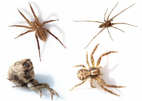 store edderkopper i norge