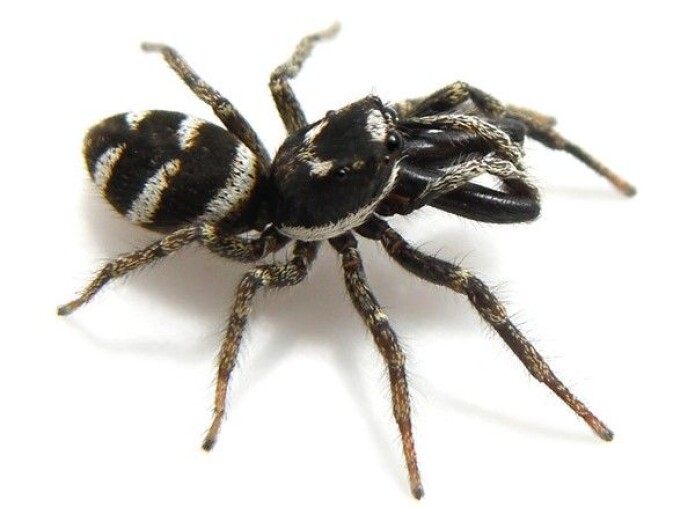 Sebrahopper <i>Salticus scenicus</i> lever gjerne på husveggen vår ute. Den spinner ikke nett, men fanger byttet ved å hoppe på det. (Foto: Glenn Halvor Morka / CC BY 4.0) Sebrahopper <i>Salticus scenicus</i> lever gjerne på husveggen vår ute. Den spinner ikke nett, men fanger byttet ved å hoppe på det. (Foto: Glenn Halvor Morka / CC BY 4.0)