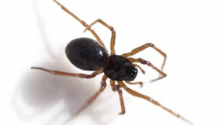 Den lille dvergedderkoppen svart taggedderkopp <i>Erigone atra</i><i> </i>er ekspert på å fly langt via såkalt «ballooning». (Foto: Glenn Halvor Morka / CC BY 4.0)