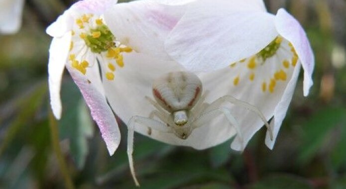 Kameleonedderkoppen <i>Misumena vatia</i> venter på byttet sitt. (Foto: Glenn Halvor Morka / CC BY 4.0) Kameleonedderkoppen <i>Misumena vatia</i> venter på byttet sitt. (Foto: Glenn Halvor Morka / CC BY 4.0)