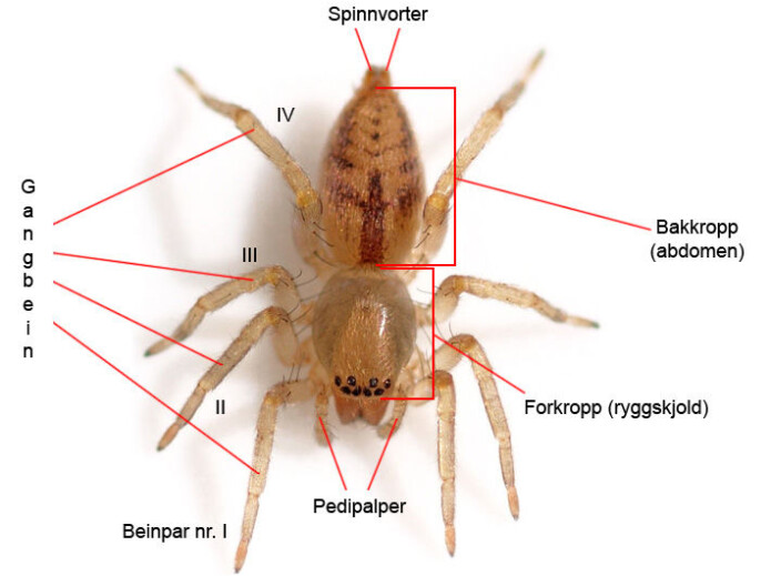 Dette illustrasjonsbildet viser betegnelsene på de ulike kroppsdelene til edderkopper. (Illustrasjon: Foto: Glenn Halvor Morka / CC BY 4.0. Tekst: Kjetil Åkra) Dette illustrasjonsbildet viser betegnelsene på de ulike kroppsdelene til edderkopper. (Illustrasjon: Foto: Glenn Halvor Morka / CC BY 4.0. Tekst: Kjetil Åkra)