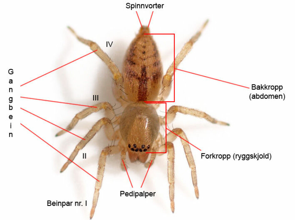 Dette illustrasjonsbildet viser betegnelsene på de ulike kroppsdelene til edderkopper. (Illustrasjon: Foto: Glenn Halvor Morka / CC BY 4.0. Tekst: Kjetil Åkra)