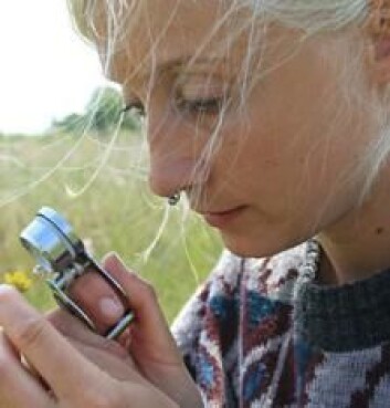 Lina Herbertsson ved Lunds universitet finne rut at det ikke er blomster nok for både humler og honningbier i Sør-Sverige. (Foto: Lunds universitet) Lina Herbertsson ved Lunds universitet finne rut at det ikke er blomster nok for både humler og honningbier i Sør-Sverige. (Foto: Lunds universitet)